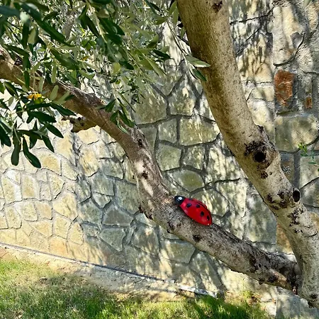 Gjoni Apartament Kalmet